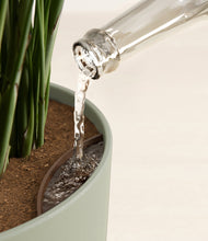 Load image into Gallery viewer, Sage Green stand:all
