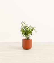 Load image into Gallery viewer, Glossy Red*****Profile
