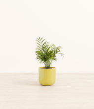 Load image into Gallery viewer, Key Lime Yellow*****Profile
