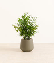 Load image into Gallery viewer, Olive*****Profile
