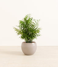 Load image into Gallery viewer, Desert Brown*****Profile
