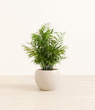 Load image into Gallery viewer, Shiny EggWhite*****Profile
