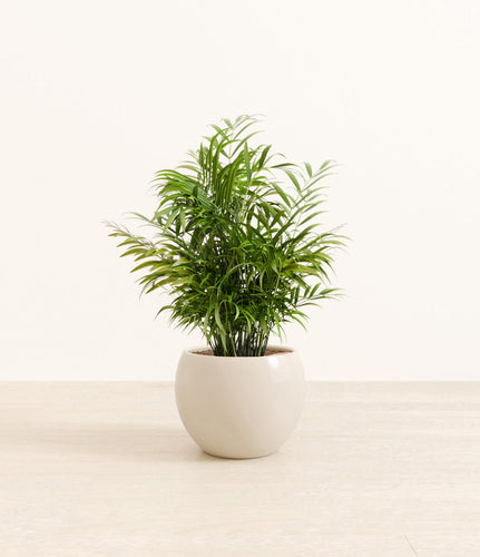 Shiny EggWhite*****Profile