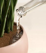 Load image into Gallery viewer, Calm Rose stand:all
