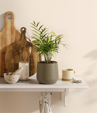 Load image into Gallery viewer, Olive
