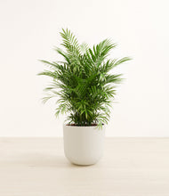 Load image into Gallery viewer, Natural Bamboo*****Profile
