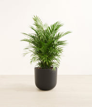 Load image into Gallery viewer, Stone Black*****Profile
