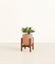 Load image into Gallery viewer, Calm Rose stand:walnut
