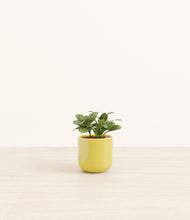 Load image into Gallery viewer, Key Lime Yellow
