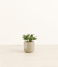 Load image into Gallery viewer, Sage Green
