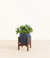 Load image into Gallery viewer, Deep Navy stand:walnut
