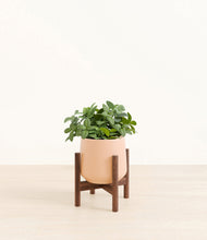 Load image into Gallery viewer, Gentle Pink stand:walnut
