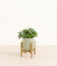 Load image into Gallery viewer, Turquoise stand:bamboo
