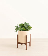 Load image into Gallery viewer, Cream stand:walnut
