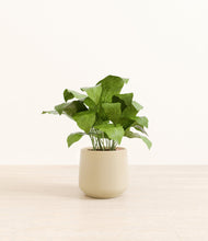 Load image into Gallery viewer, Almond Green
