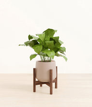 Load image into Gallery viewer, Eternal Gray stand:walnut
