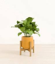 Load image into Gallery viewer, Mustard stand:bamboo
