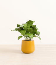 Load image into Gallery viewer, Mustard
