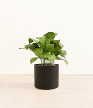 Load image into Gallery viewer, Black
