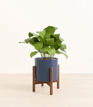Load image into Gallery viewer, Deep Navy stand:walnut
