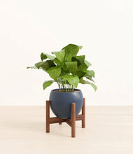 Load image into Gallery viewer, Deep Navy stand:walnut
