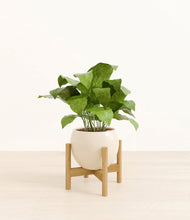 Load image into Gallery viewer, Shiny EggWhite stand:bamboo
