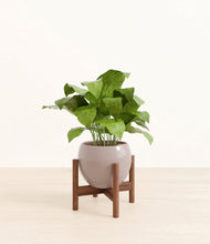 Load image into Gallery viewer, Winter Clouds stand:walnut
