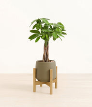 Load image into Gallery viewer, Olive stand:bamboo
