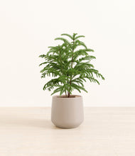 Load image into Gallery viewer, Eternal Gray*****Profile
