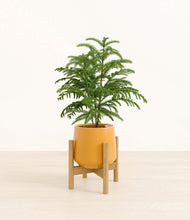Load image into Gallery viewer, Mustard stand:bamboo

