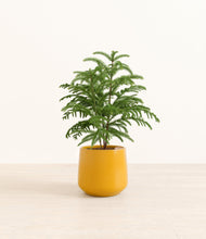 Load image into Gallery viewer, Mustard*****Profile
