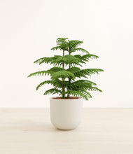 Load image into Gallery viewer, Natural Bamboo*****Profile
