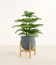 Load image into Gallery viewer, Iron Gray stand:bamboo
