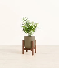 Load image into Gallery viewer, Olive stand:walnut
