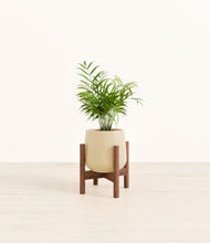Load image into Gallery viewer, Almond Green stand:walnut
