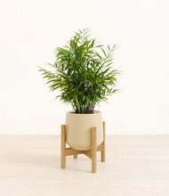 Load image into Gallery viewer, Almond Green stand:bamboo
