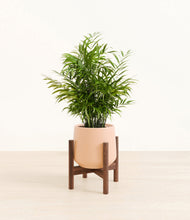 Load image into Gallery viewer, Gentle Pink stand:walnut
