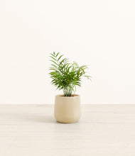 Load image into Gallery viewer, Almond Green*****Profile
