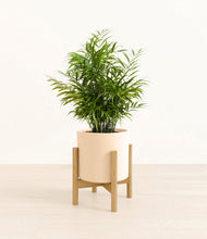Load image into Gallery viewer, Cream stand:bamboo

