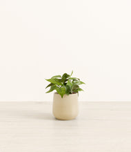 Load image into Gallery viewer, Almond Green*****Profile
