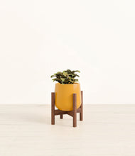 Load image into Gallery viewer, Mustard stand:walnut
