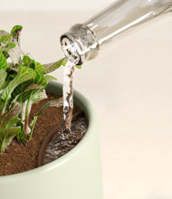 Load image into Gallery viewer, Turquoise stand:all
