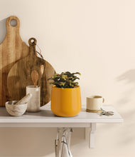 Load image into Gallery viewer, Mustard
