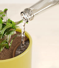 Load image into Gallery viewer, Key Lime Yellow stand:all
