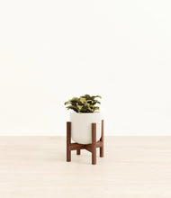 Load image into Gallery viewer, Cotton White stand:walnut
