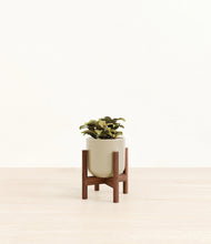 Load image into Gallery viewer, Sage Green stand:walnut
