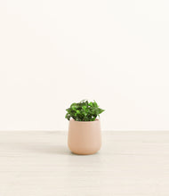 Load image into Gallery viewer, Gentle Pink*****Profile
