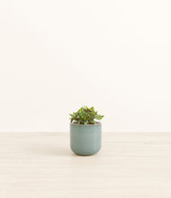 Load image into Gallery viewer, Reactive Aqua
