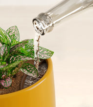 Load image into Gallery viewer, Mustard stand:all
