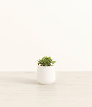 Load image into Gallery viewer, White
